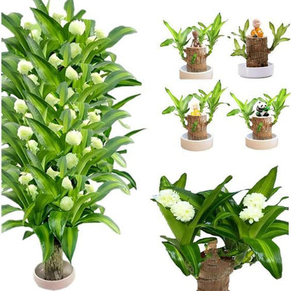 Brazilian Lucky Wood Plant (Pack of 2)