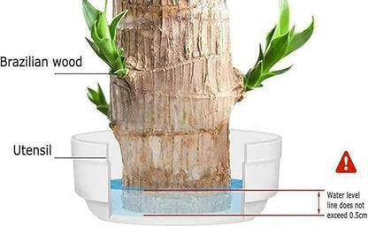 Brazilian Lucky Wood Plant (Pack of 2)