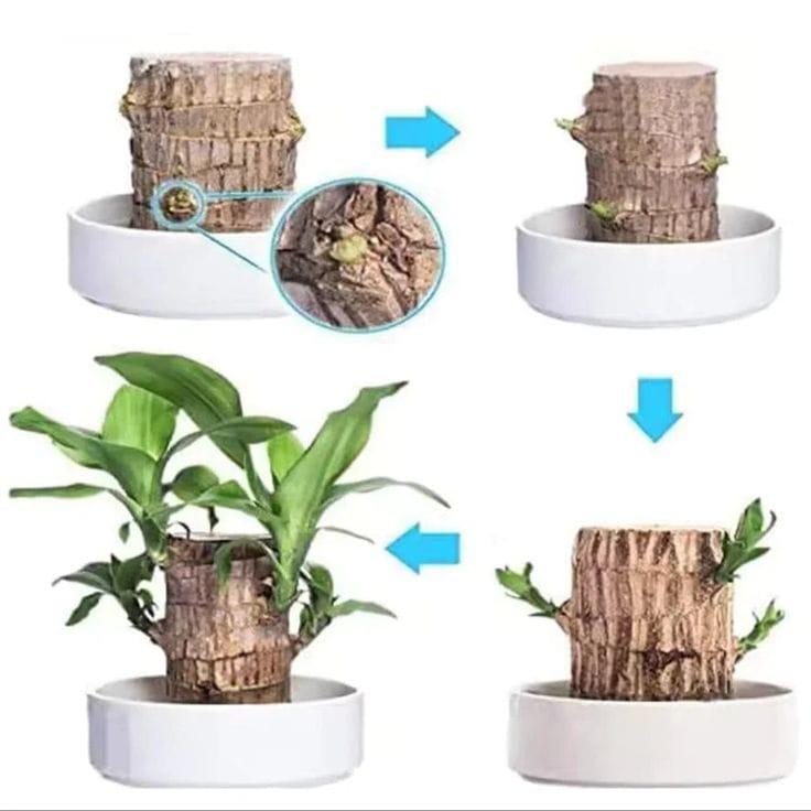 Brazilian Lucky Wood Plant (Pack of 2)