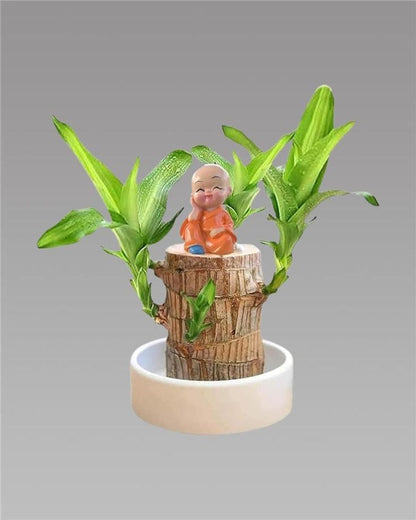Brazilian Lucky Wood Plant (Pack of 2)