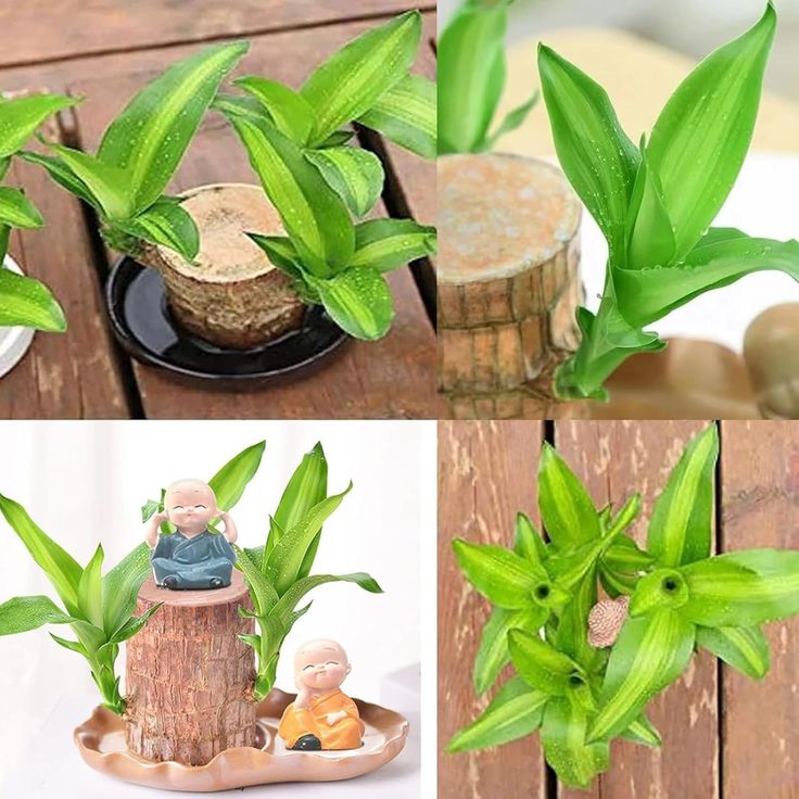 Brazilian Lucky Wood Plant (Pack of 2)