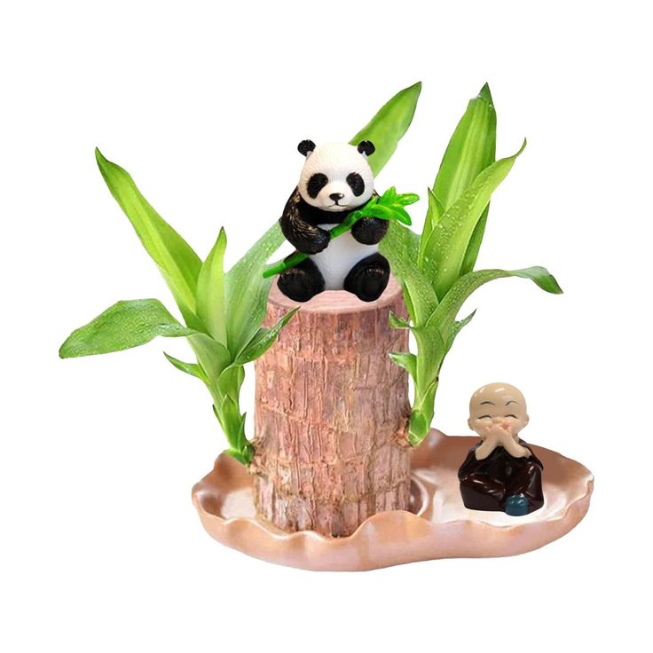 Brazilian Lucky Wood Plant (Pack of 2)