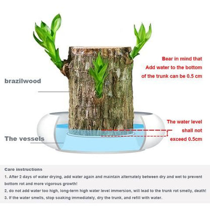 Brazilian Lucky Wood Plant (Pack of 2)