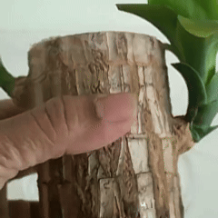 Brazilian Lucky Wood Plant (Pack of 2)